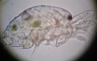 Cover image for research topic "Algal Symbiotic Relationships in Freshwater and Marine Environments"