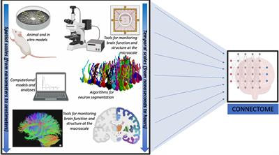 Cover image for research topic "Deciphering the Anatomical and Functional Connectome"