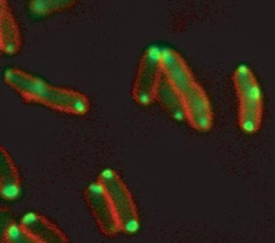 Cover image for research topic "Functions and Mechanisms of Bacterial Protein Homeostasis and Stress Responses"