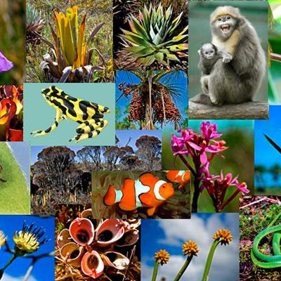 Cover image for research topic "Origin of Tropical Diversity: From Clades to Communities"