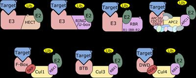Cover image for research topic "Structure, Function, and Evolution of E3 Ligases and Targets"