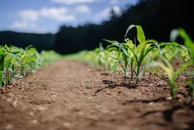 Cover image for research topic "Soil-Plant-Microbe Interactions: An Innovative Approach Towards Improving Soil Health and Plant Growth"