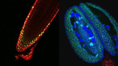 Cover image for research topic "Peptide Signaling in Plants"