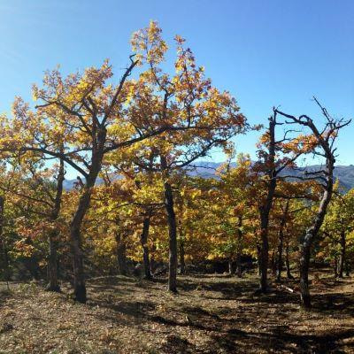 Cover image for research topic "Forests Under Pressure: The Need for Interdisciplinary Approaches to Address Forest Vulnerability to Tree Mortality in Response to Drought"