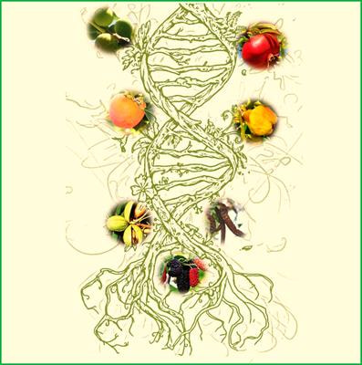 Cover image for research topic "Breeding Innovations in Underutilized Temperate Fruit Trees"