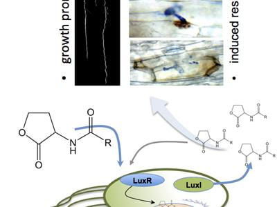Cover image for research topic "Plant responses to bacterial quorum sensing molecules"