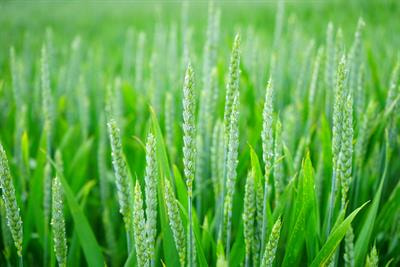 Cover image for research topic "Grass Genome Evolution and Domestication"