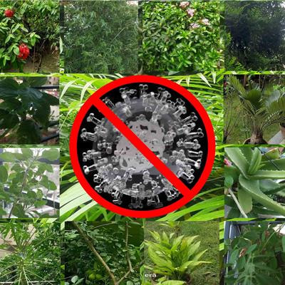 Cover image for research topic "Plant Products for Antiviral Therapeutics "