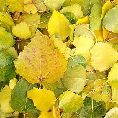 Cover image for research topic "Signaling Events in Regulating Leaf Senescence"