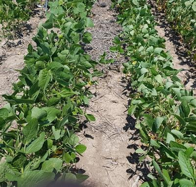 Cover image for research topic "Microbial Mediation of Crop Abiotic Stress Tolerance"