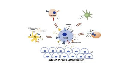 Cover image for research topic "Tissue-restricted Specialization of T Cells in Chronic Inflammation"