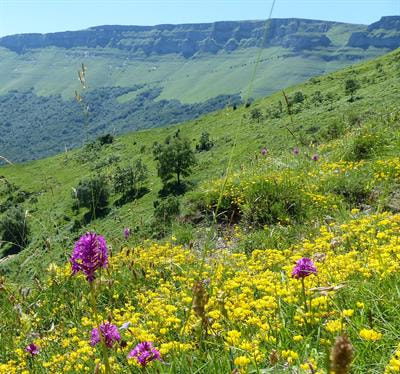 Cover image for research topic "Conserving Cultural Ecosystems: The Biodiversity and Ecosystem Service Provision of Semi-Natural Anthropogenic Ecosystems versus Natural Ecosystems"