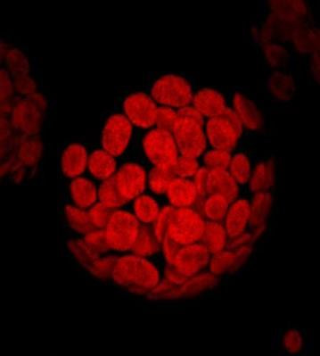 Cover image for research topic "Chloroplast Biotechnology for Crop Improvement"