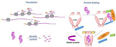 Cover image for research topic "Translation Regulation and Protein Folding"