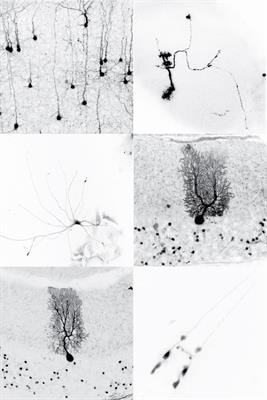 Cover image for research topic "Neuronal Identity from Fate Specification to Function"