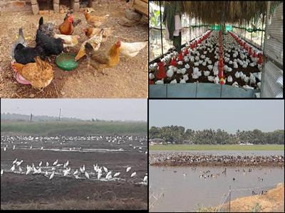Cover image for research topic "Newcastle Disease in Low- and Middle-Income Countries: Challenges and Strategies for Control"