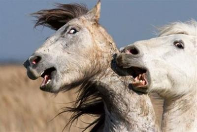 Cover image for research topic "Emotions and Emotional Interplay Within and Between Species: A “One Welfare” Perspective"
