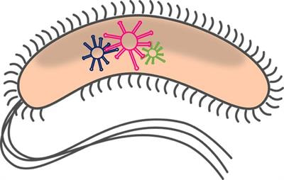 Cover image for research topic "Roles of Regulatory RNAs in Bacterial Pathogens"