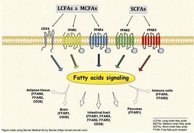 Cover image for research topic "Free Fatty Acids as Signaling Molecules: Role of Free Fatty Acid Receptors and CD36"