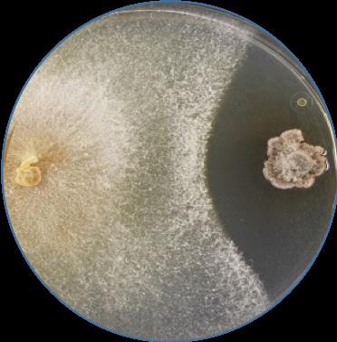 Cover image for research topic "The Effect of Mycobiomes on Health of Forest Trees"
