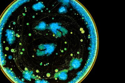 Cover image for research topic "Synthetic Microbial Ecology"