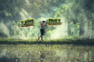 Cover image for research topic "Food Security, Agricultural Productivity, and the Environment: Economic, Sustainability, and Policy Perspectives"