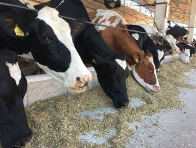 Cover image for research topic "Nutritional Requirements in Production Animals"