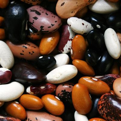 Cover image for research topic "Biological and Genetic Basis of Agronomical and Seed Quality Traits in Legumes"