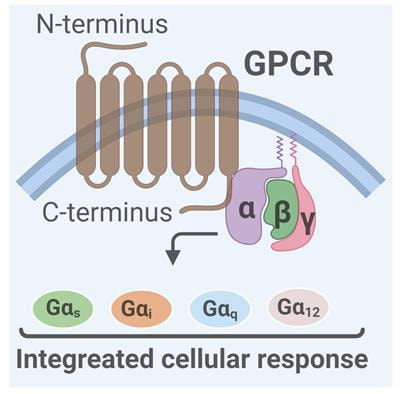 Cover image for research topic "Cell Biology, Physiology and Molecular Pharmacology of G protein Coupled Receptors"