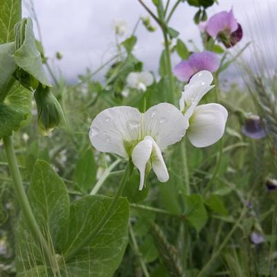 Cover image for research topic "Breeding for Intercropping"