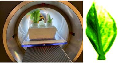 Cover image for research topic "Digital Imaging of Plants"