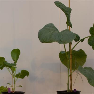Cover image for research topic "Eukaryotic Soilborne Plant Pathogens: Interactions With Their Hosts and Biocontrol"