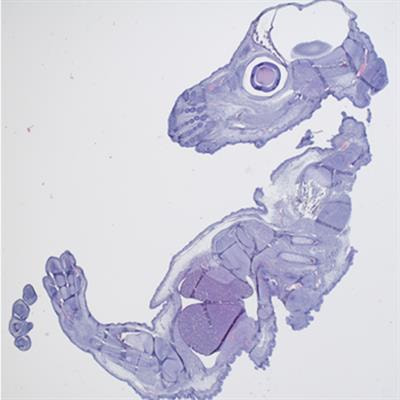 Cover image for research topic "Endocrine-Disrupting Compounds in Plastics and their Effects on Reproduction, Fertility, and Development"