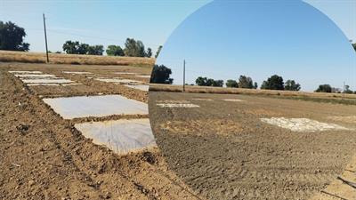 Cover image for research topic "Upcycling Organic Waste for the Sustainable Management of Soilborne Pests and Pathogens in Agri-Food Systems"