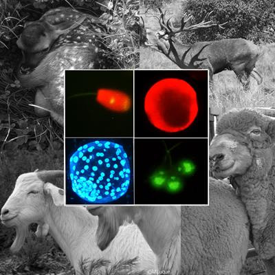 Cover image for research topic "Molecular and Cellular Physiology of Gametes in Domestic and Wild Animal Models"