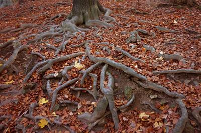 Cover image for research topic "Exchanges at the Root-Soil Interface: Resource Trading in the Rhizosphere that Drives Ecosystem Functioning"