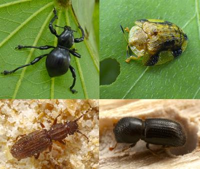 Cover image for research topic "Diversity of Beetles and Associated Microorganisms"
