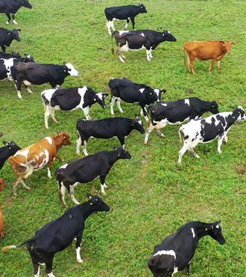 Cover image for research topic "Beef on Dairy: The Use of a Simple Tool to Improve Both Cattle Production Systems"