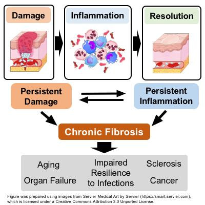 Cover image for research topic "Fibrosis and Inflammation in Tissue Pathophysiology"