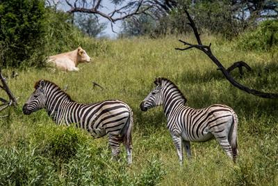 Cover image for research topic "Climate and Parasite Transmission at the Livestock-Wildlife Interface"