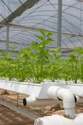 Cover image for research topic "Nutrients Recycling in Hydroponics: Opportunities and Challenges toward Sustainable Crop Production under Controlled Environment Agriculture"
