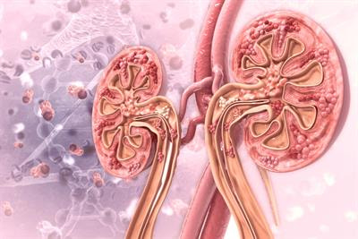 Cover image for research topic "Cell Cross-talk in Diabetic Kidney Diseases"