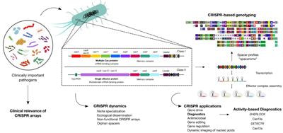 Cover image for research topic "CRISPR-Cas Systems in Bacteria and Archaea"