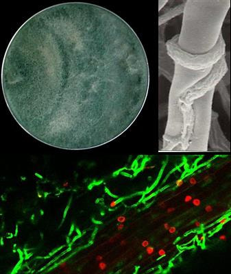 Cover image for research topic "Molecular Intricacies of Trichoderma-Plant-Pathogen Interactions"