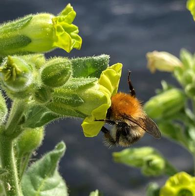 Cover image for research topic "Sensory Ecology of Plant-Pollinator Interactions"