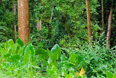 Cover image for research topic "Variation in Plant Strategies with Levels of Forest Disturbance"