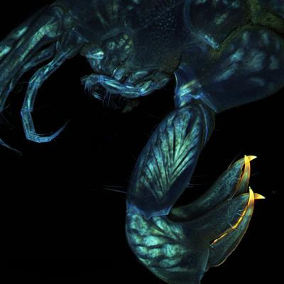 Cover image for research topic "Recent and Emerging Innovations in Deep-Sea Taxonomy to Enhance Biodiversity Assessment and Conservation"