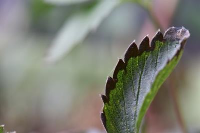 Cover image for research topic "New Trends in Integrated Plant Disease Management"