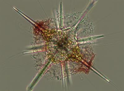 Cover image for research topic "The Role of Micronutrients in Mediating Microbial Community Interactions in the Surface Ocean"