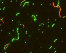 Cover image for research topic "Bacterial pathogens in the non-clinical environment."